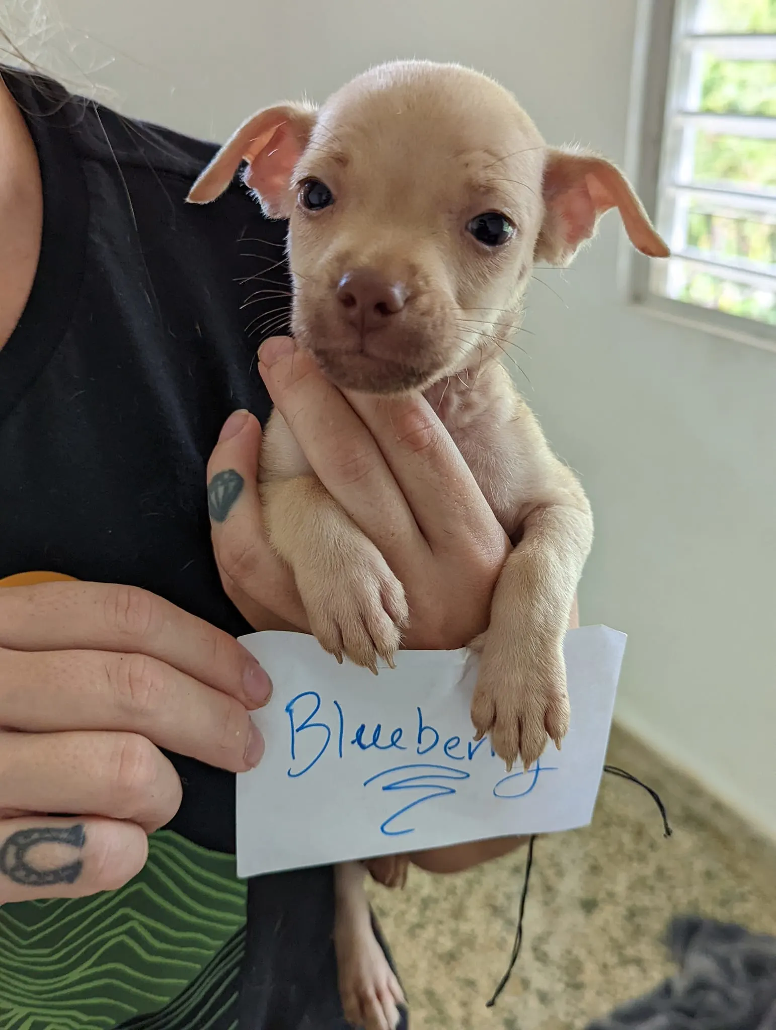 woman holding a puppy named blueberry