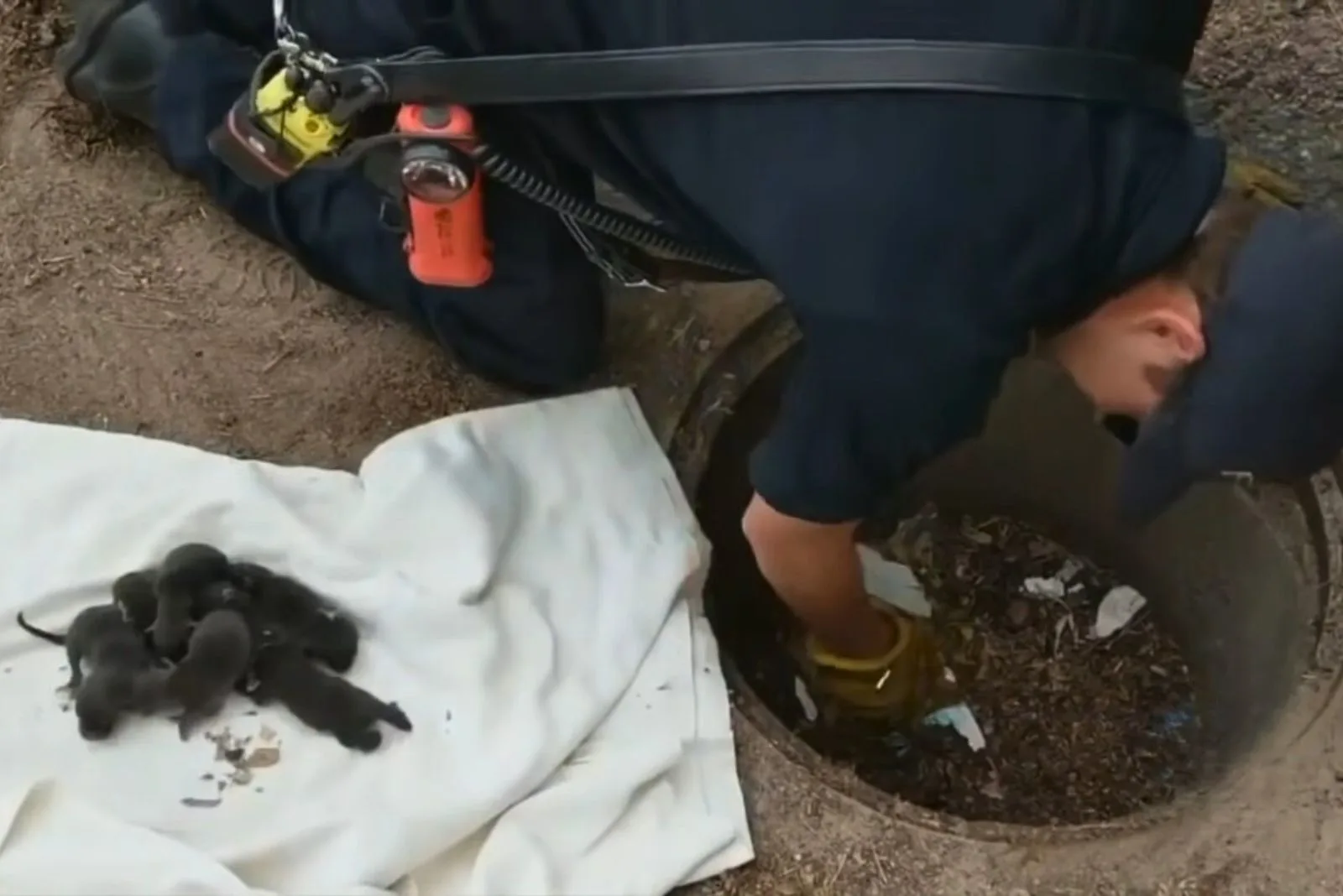 woman saving tiny puppies