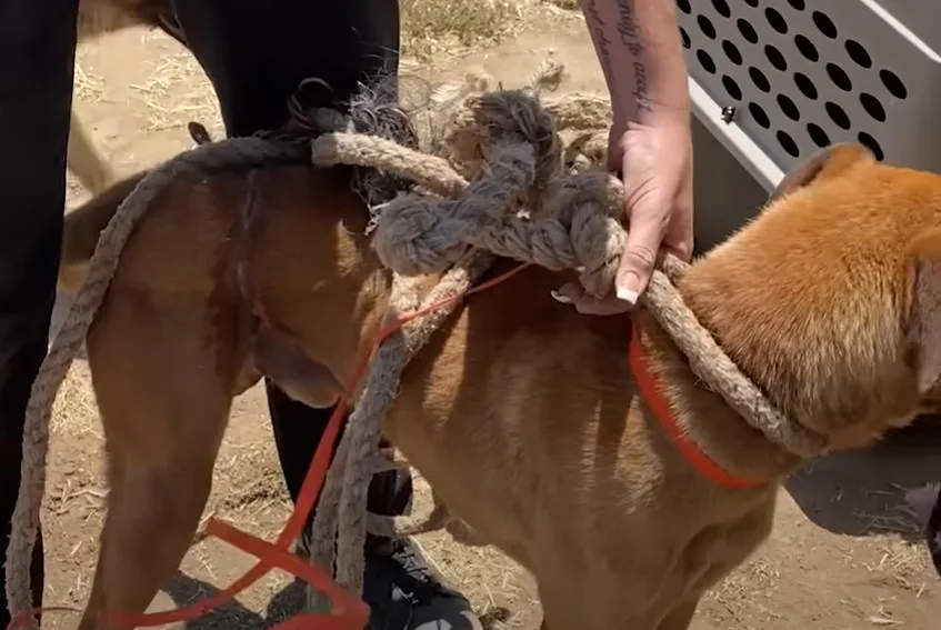 woman holding a rope around the dog's neck trying to free him