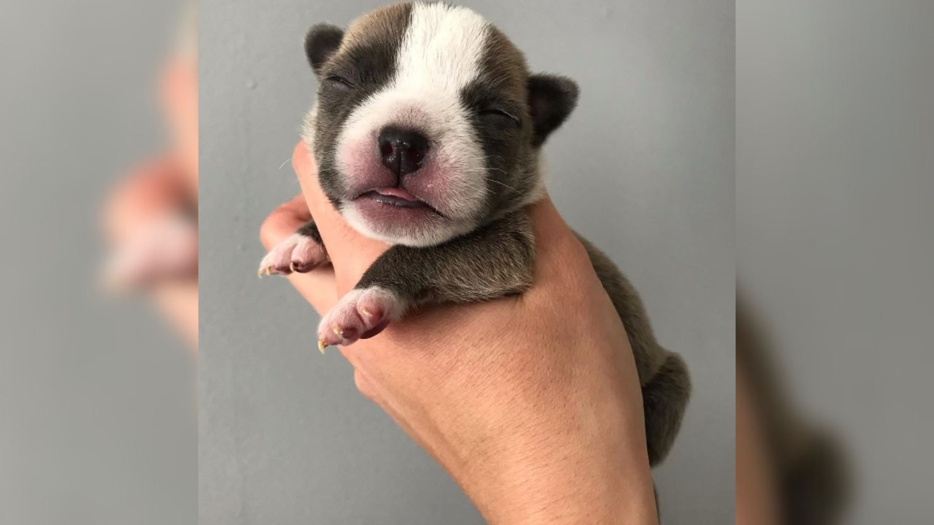 cute newborn puppy