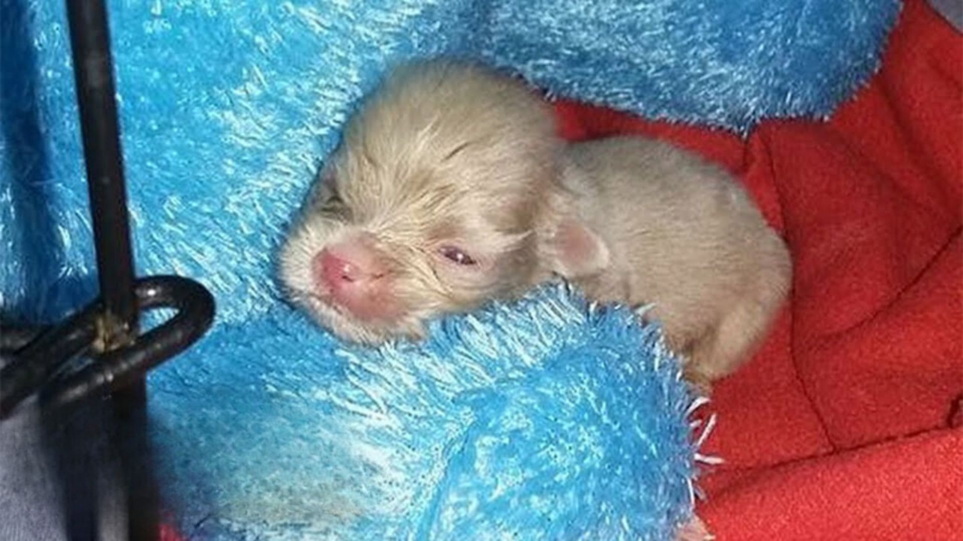 Newborn Albino Puppy Had Very Little Chance To Survive But His Rescuers Were Not Giving Up