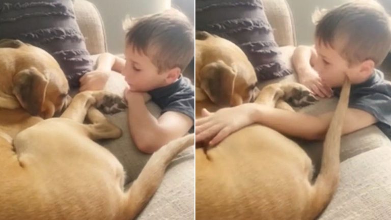 dog and kid playing