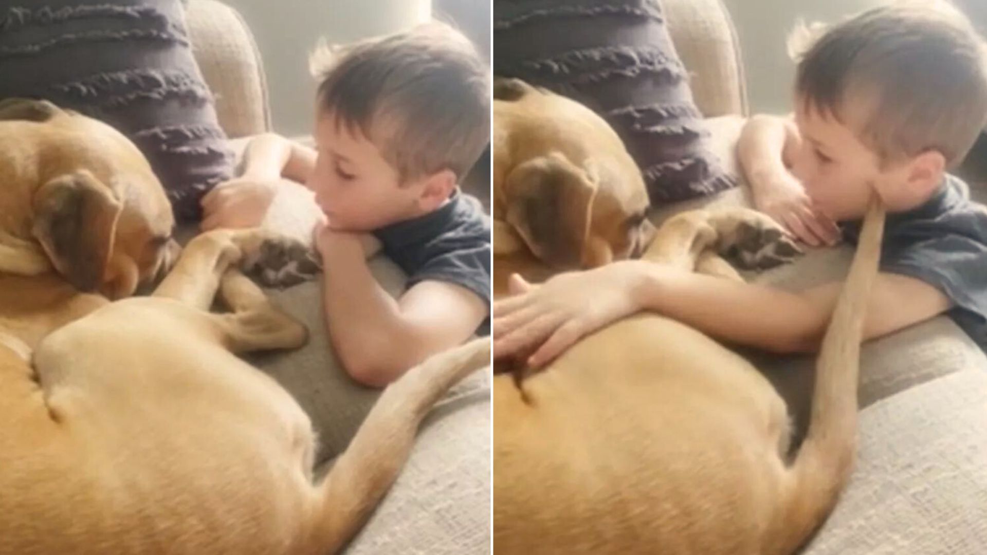 7-Year-Old Boy Reassures His Traumatized Rescue Dog That He Is ‘Loved So Much’