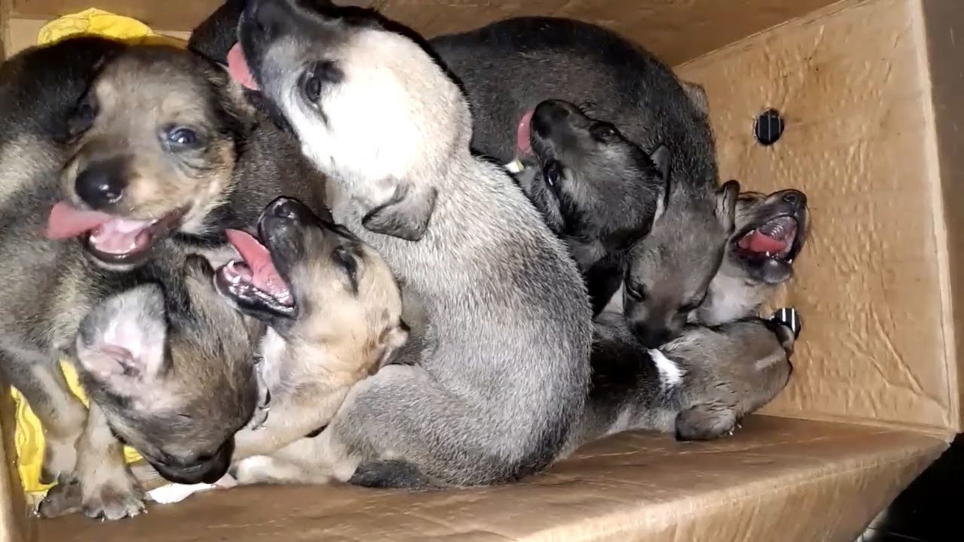 abandoned puppies in a cardboard box