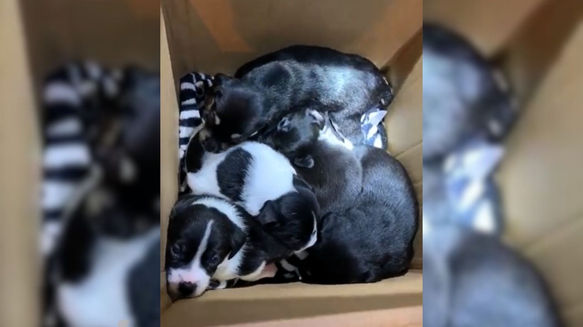 People Shocked To Find Puppies Dumped In A Box At The Apartment Complex