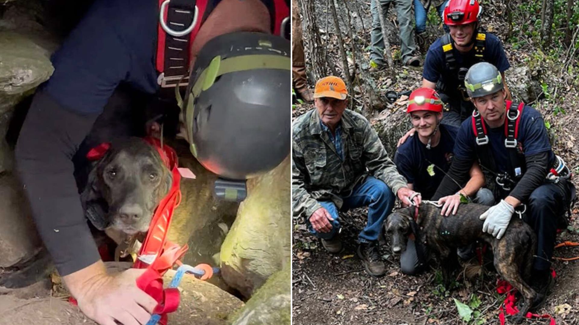 Dog Was Stuck In A Cave With A Bear For Three Days Before Rescuers Managed To Help