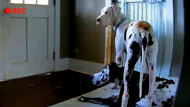 A Caring Dog Helps His Foster Sibling With Separation Anxiety