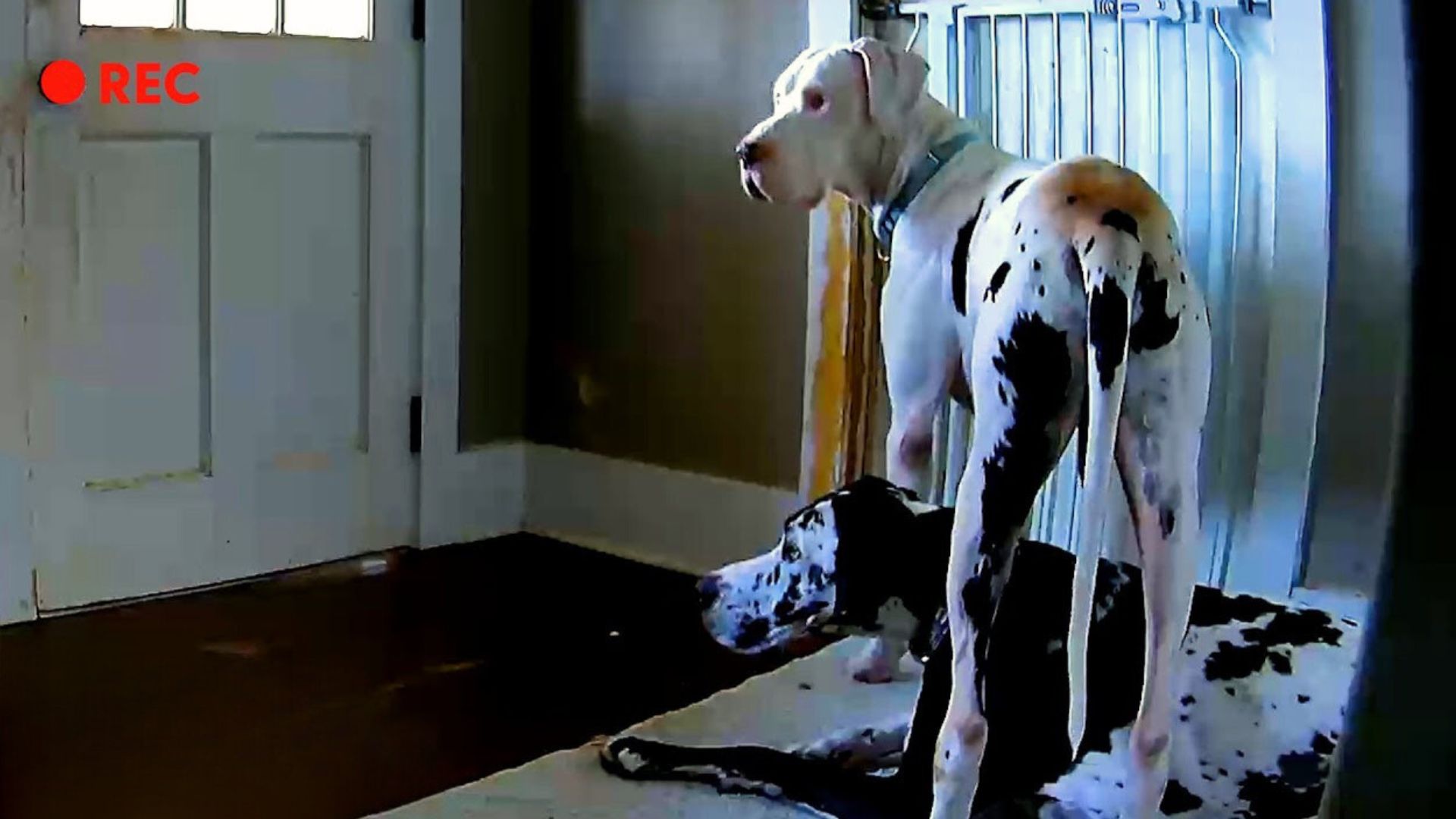 A Caring Dog Helps His Foster Sibling With Separation Anxiety