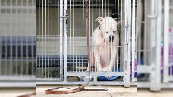 A Dog Abandoned By His Family Shuts Himself Out From Everything