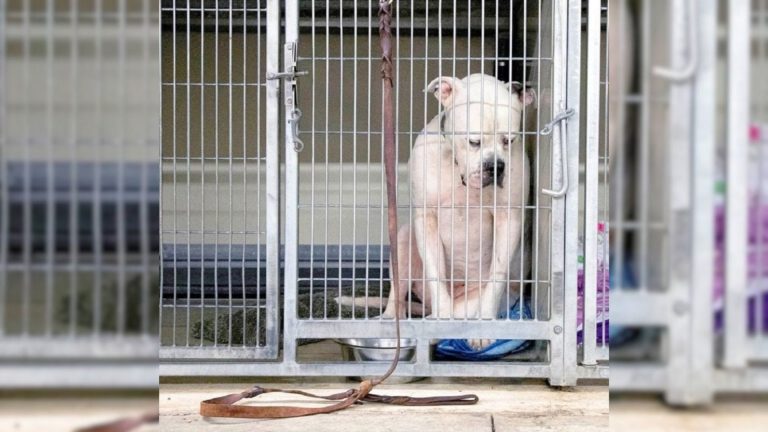 A Dog Abandoned By His Family