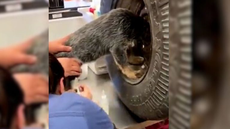 dog stuck in the tire