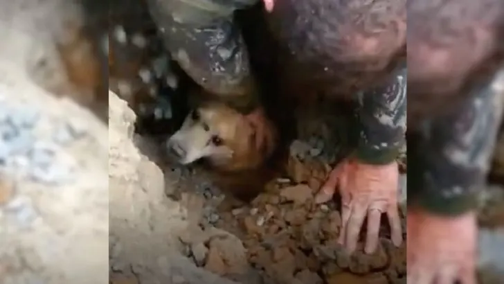 A Dog Owner Did Not Give Up On His Dog Who Was Stuck In A Drain Pipe Underground