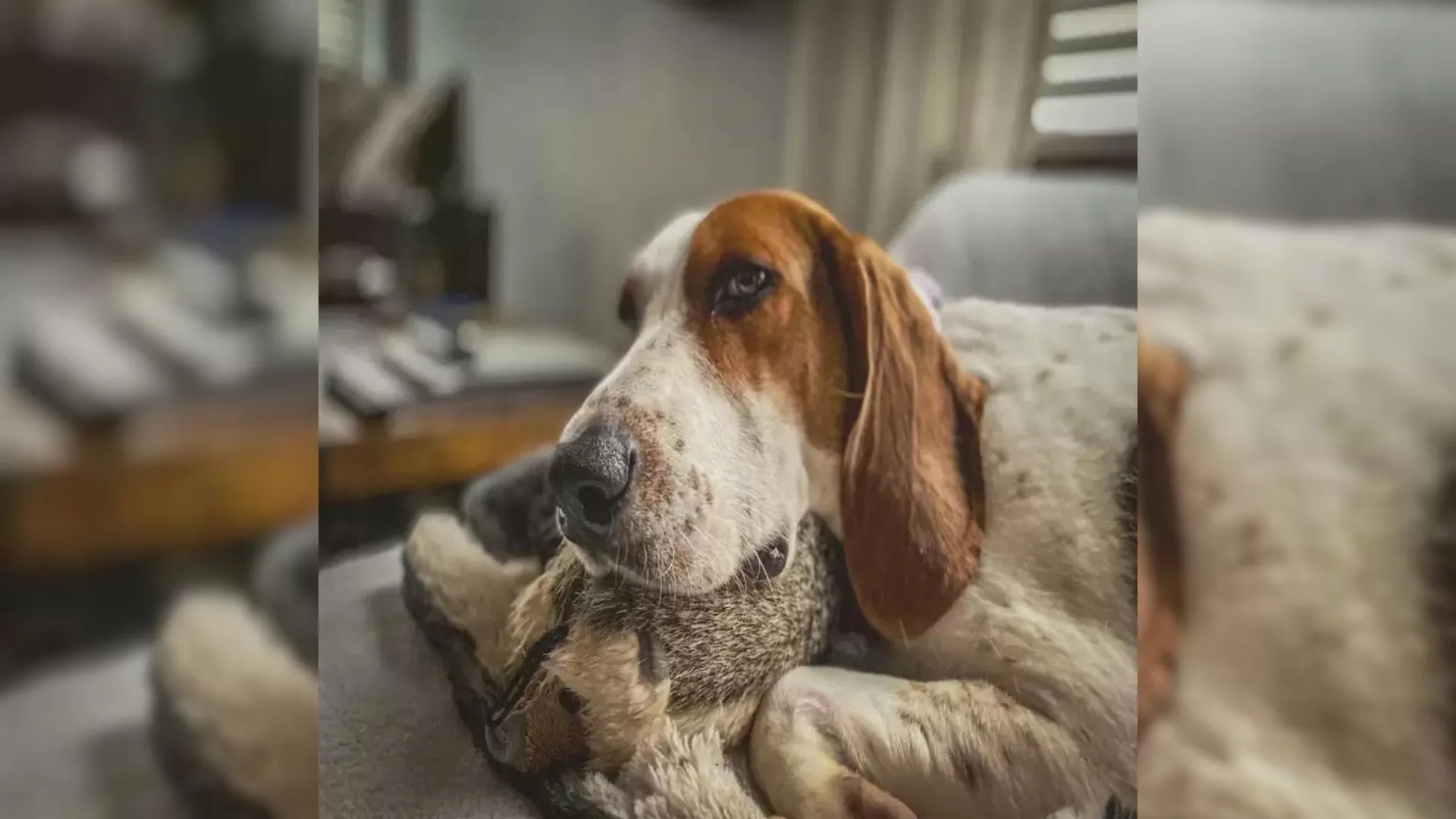 El dueño de un perro descubre una manera de hacer que su perro, muy nervioso, se duerma todas las noches