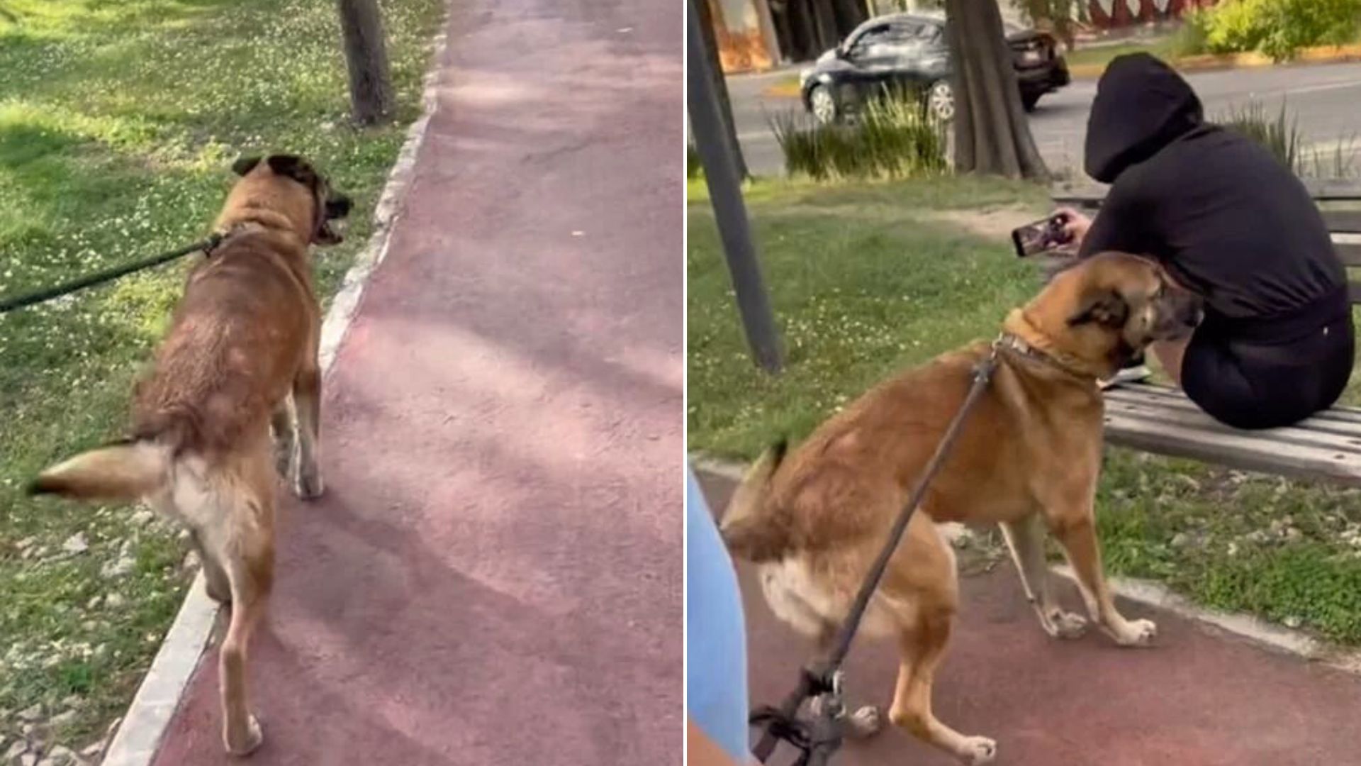 the dog recognizes the woman on the bench