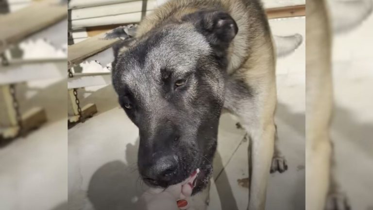 a dog eats food from a woman's hand