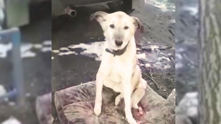 anadoned dog refusing to leave