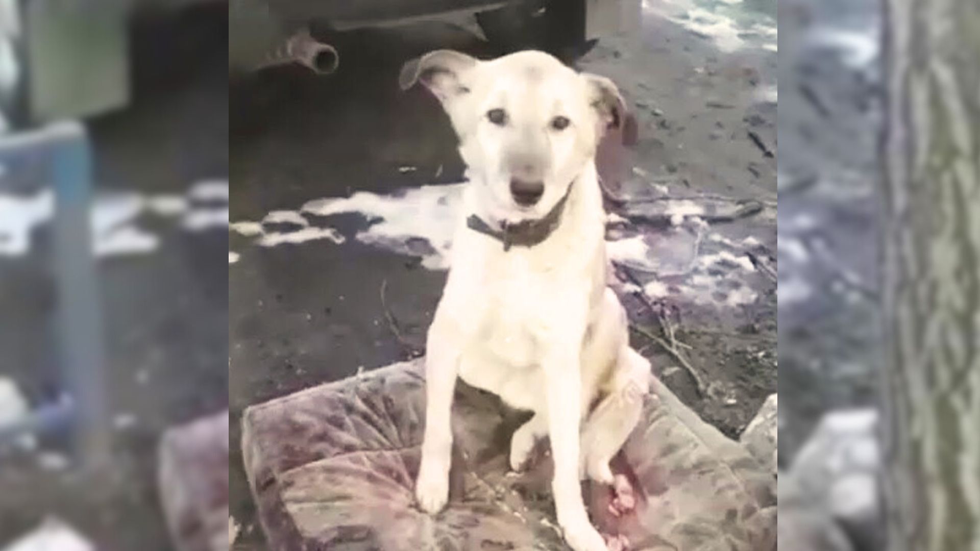 anadoned dog refusing to leave