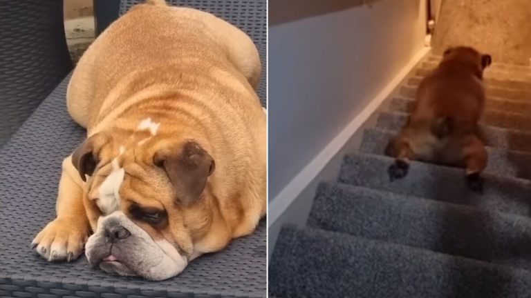 cute dog with unusual habit