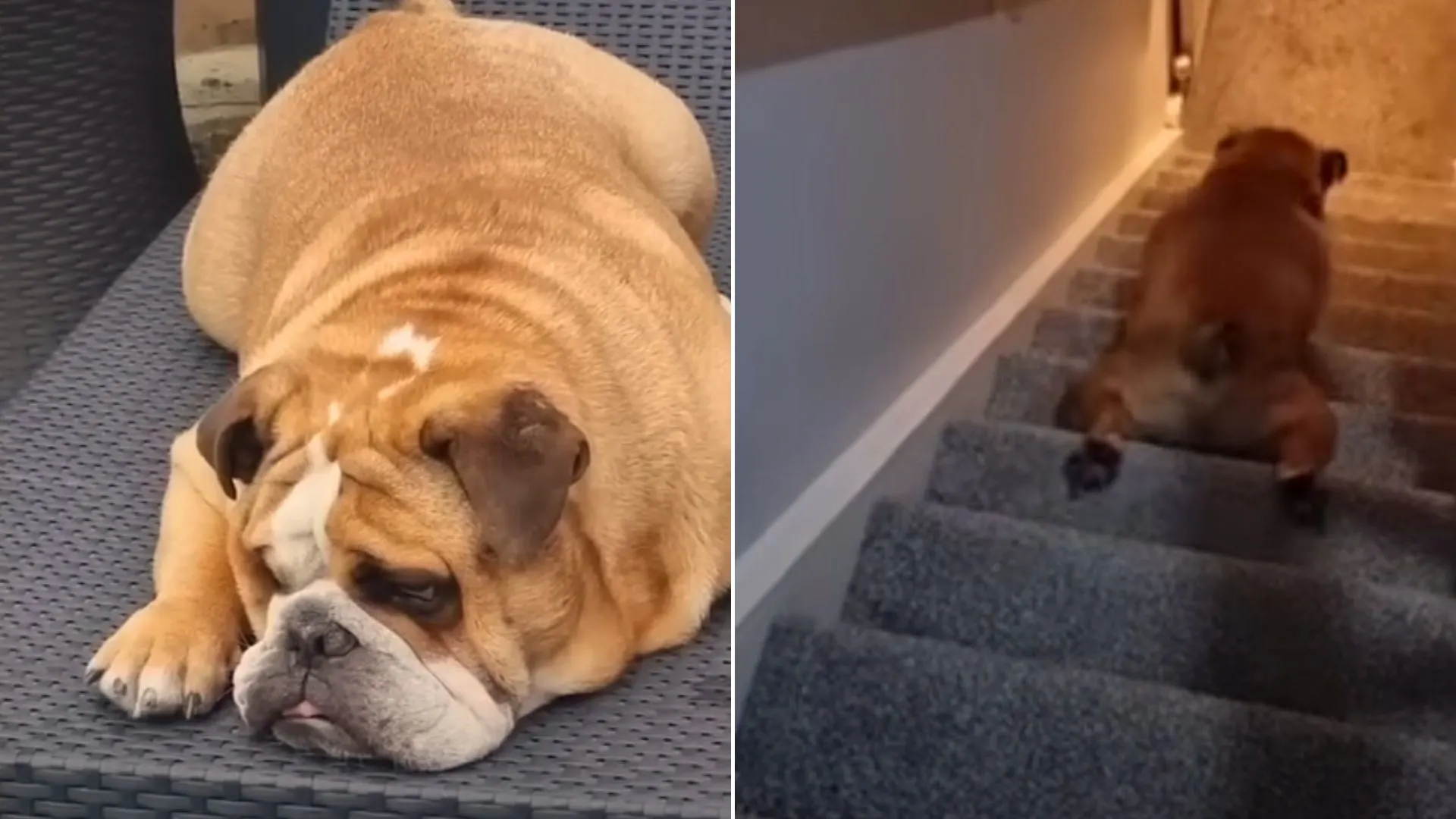 Una familia nota que su perro tiene un nuevo hábito y es muy gracioso
