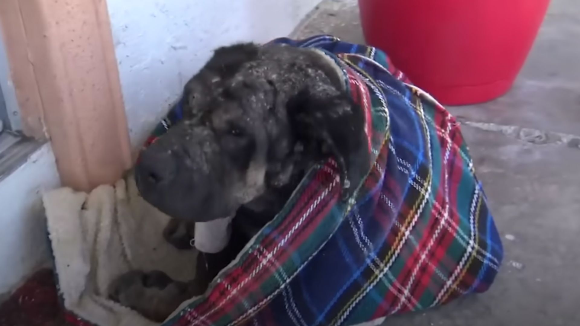 sick dog covered in a blanket