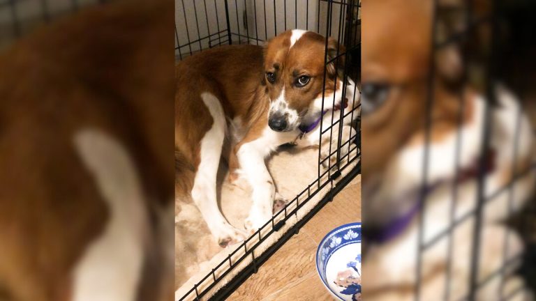 dog in a dog cage