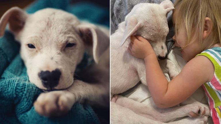 little girl and her dog