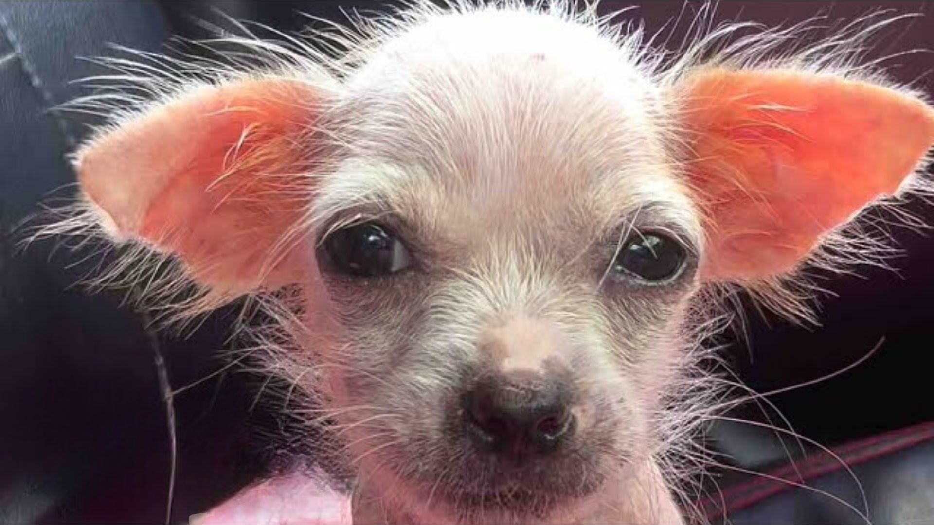 ill puppy
