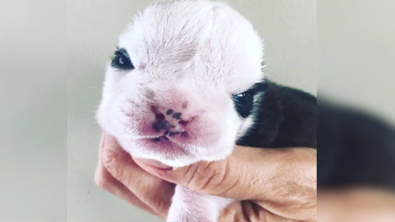 newborn puppy in the hand of the owner