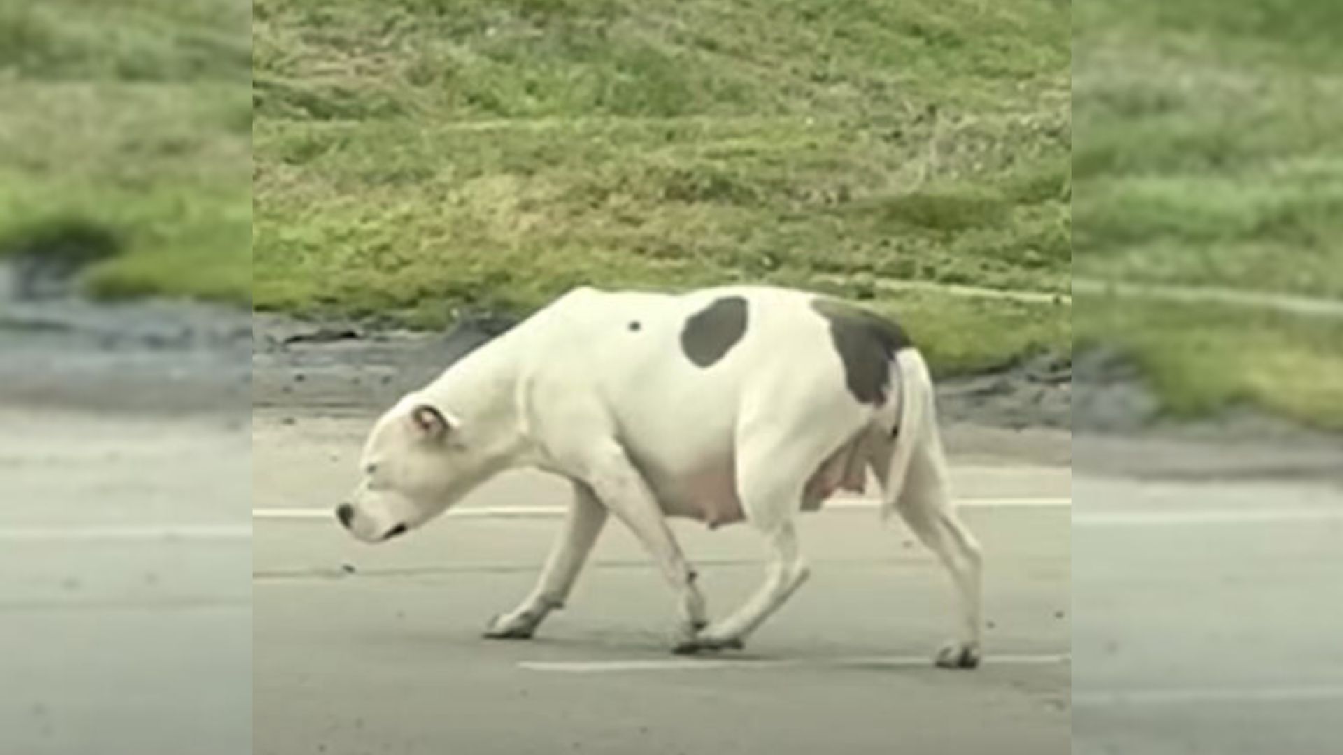 saving pregnant dog