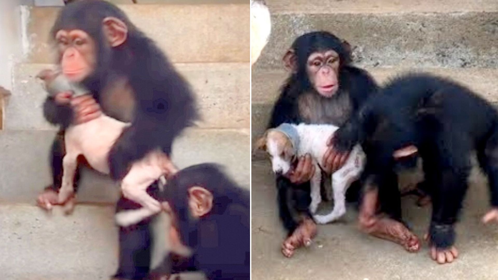 This Sweet Rescue Puppy Forms A Special Bond With His New Chimpanzee Friends