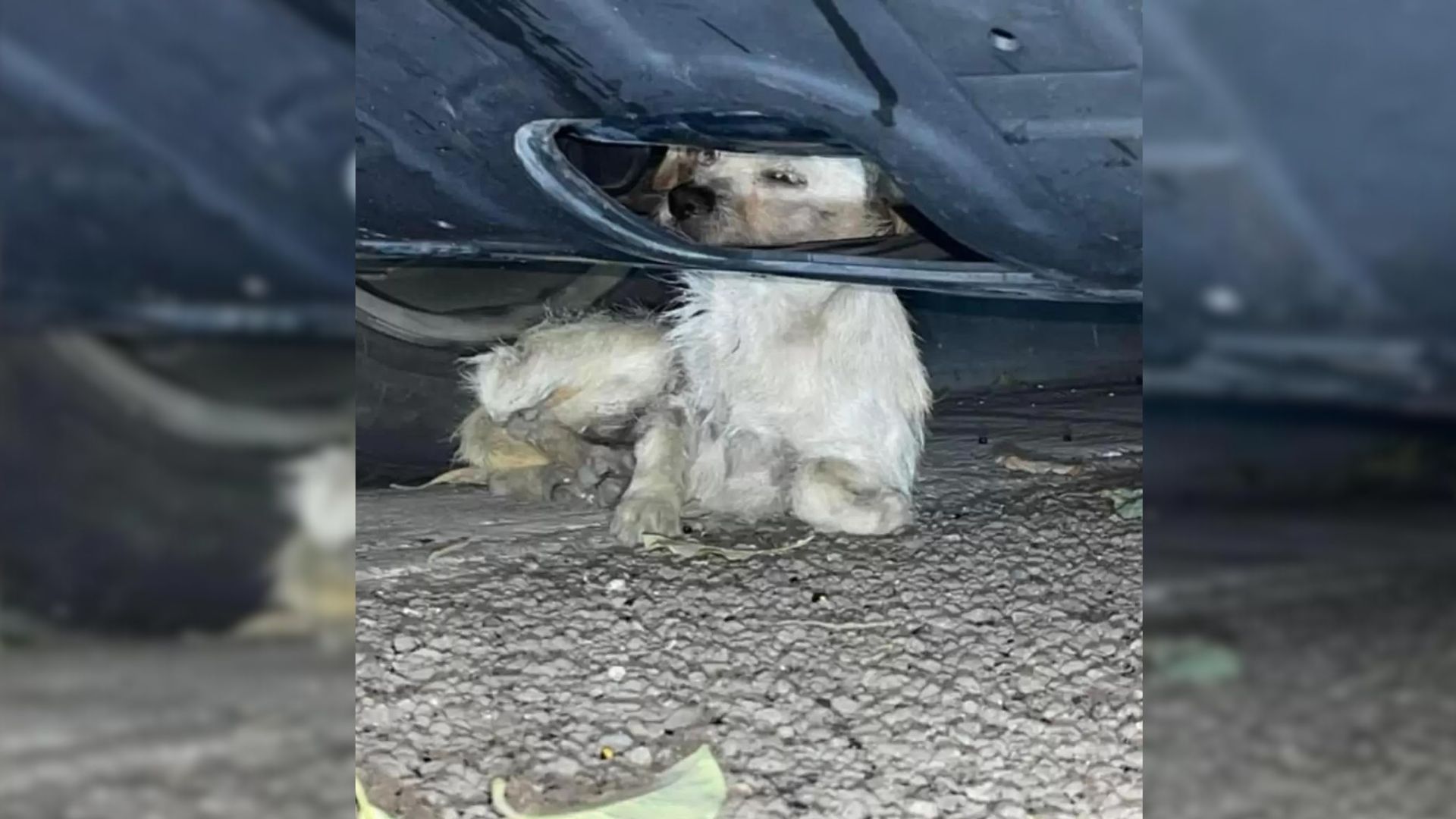 A Puppy Who Found Shelter Underneath A Car