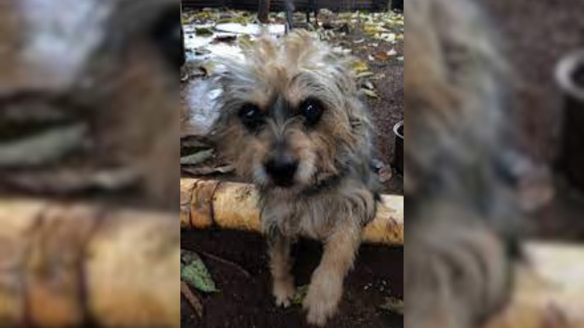 photo of a sad dog