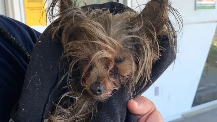 A Severely Neglected Yorkie Had No Idea What A Bed Was