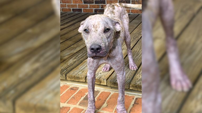 A Sick Pittie Whose Skin Almost Turned Into Stone