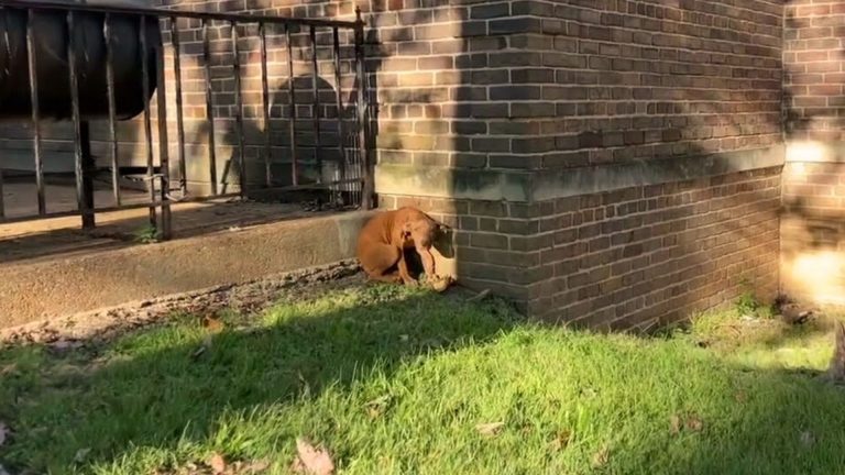 brown dog sitting outside