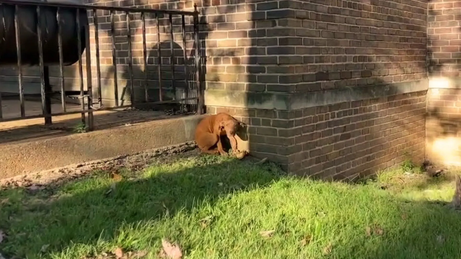 A Starving Dog’s Luck Finally Takes A Turn For The Better When He Is Rescued By Amazing People
