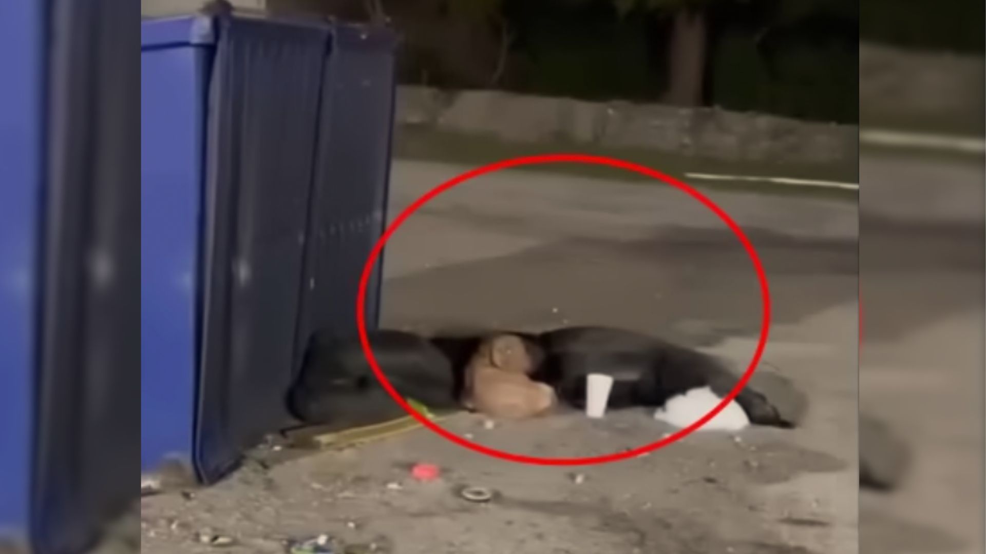 A Starving Stray Dog Was Living Next To A Dumpster