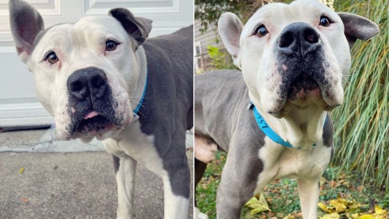 woman saved dog from shelter