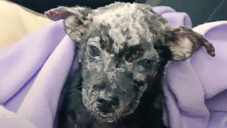 A Sweet Puppy Dumped In A Box