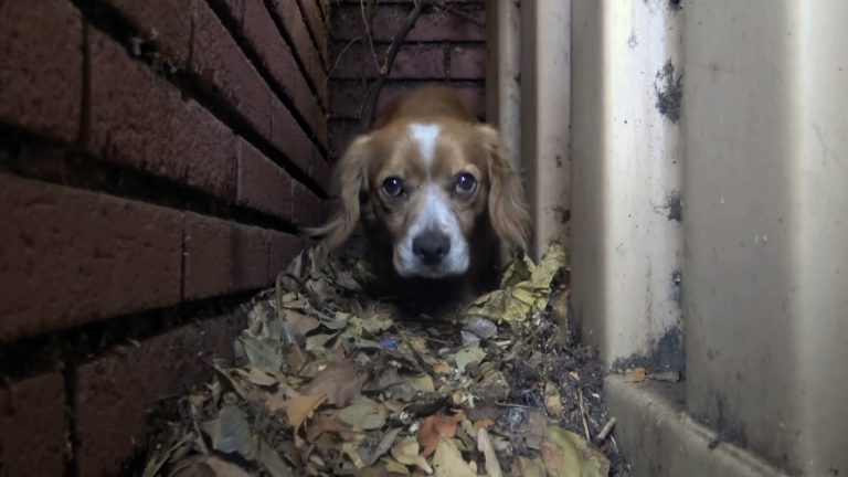 A Terrified Dog Dumped By His Owner At An Elementary School