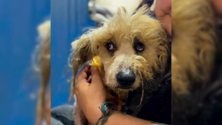 photo of a very matted dog