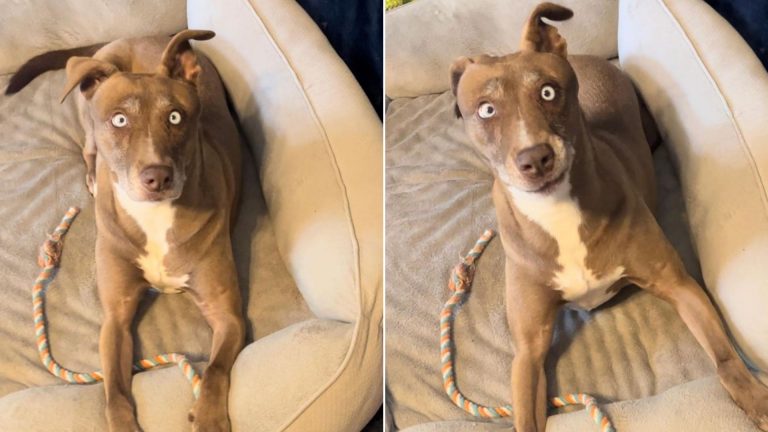 funny looking dog