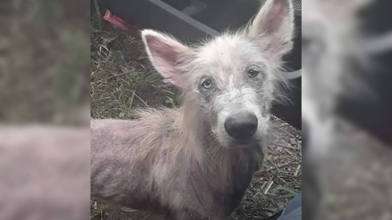 Abandoned And Starving Dog