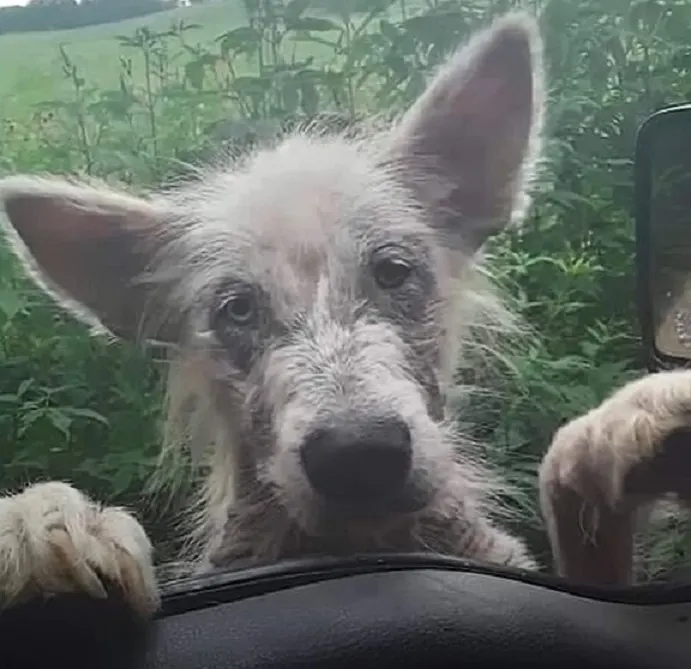 starving dog climbed into the car door
