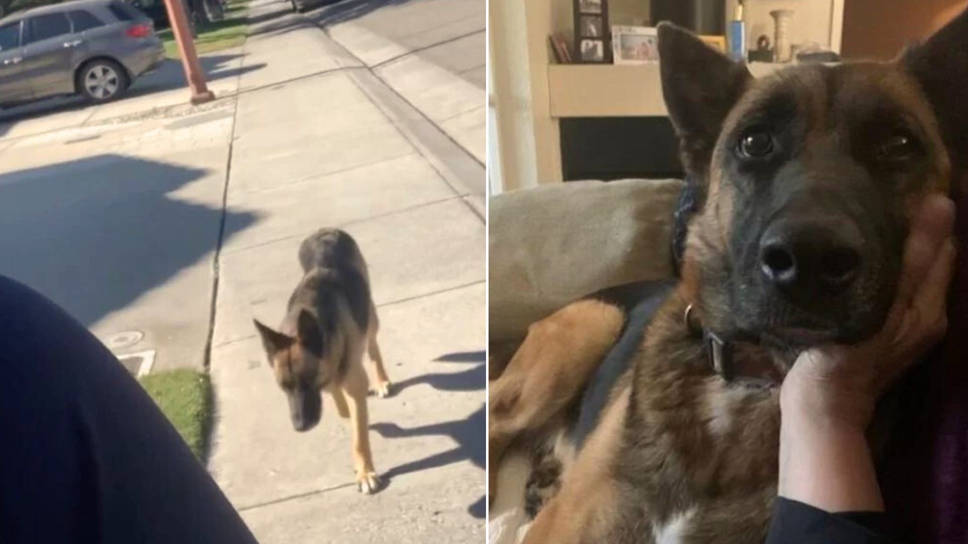 Woman Realized That The Stray German Shepherd Who Followed Her Home Was Carrying A Sweet Secret