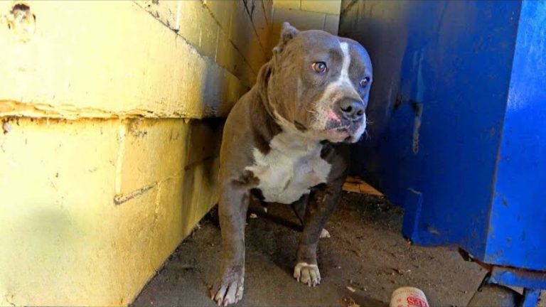 Abandoned Pittie stands on the pavement and shivers