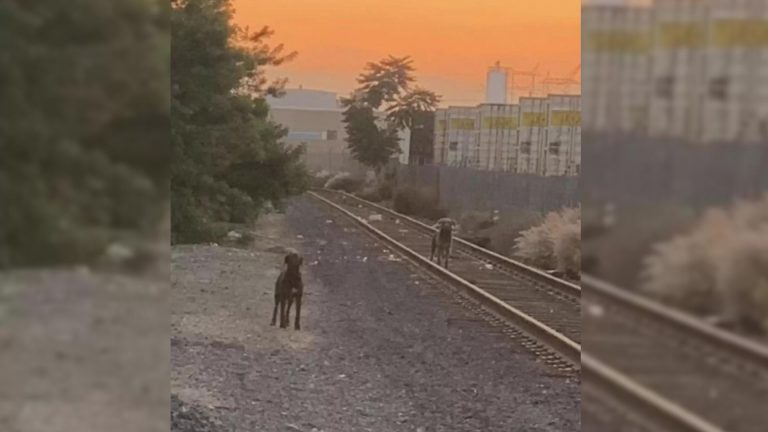 two puppies on train tracks