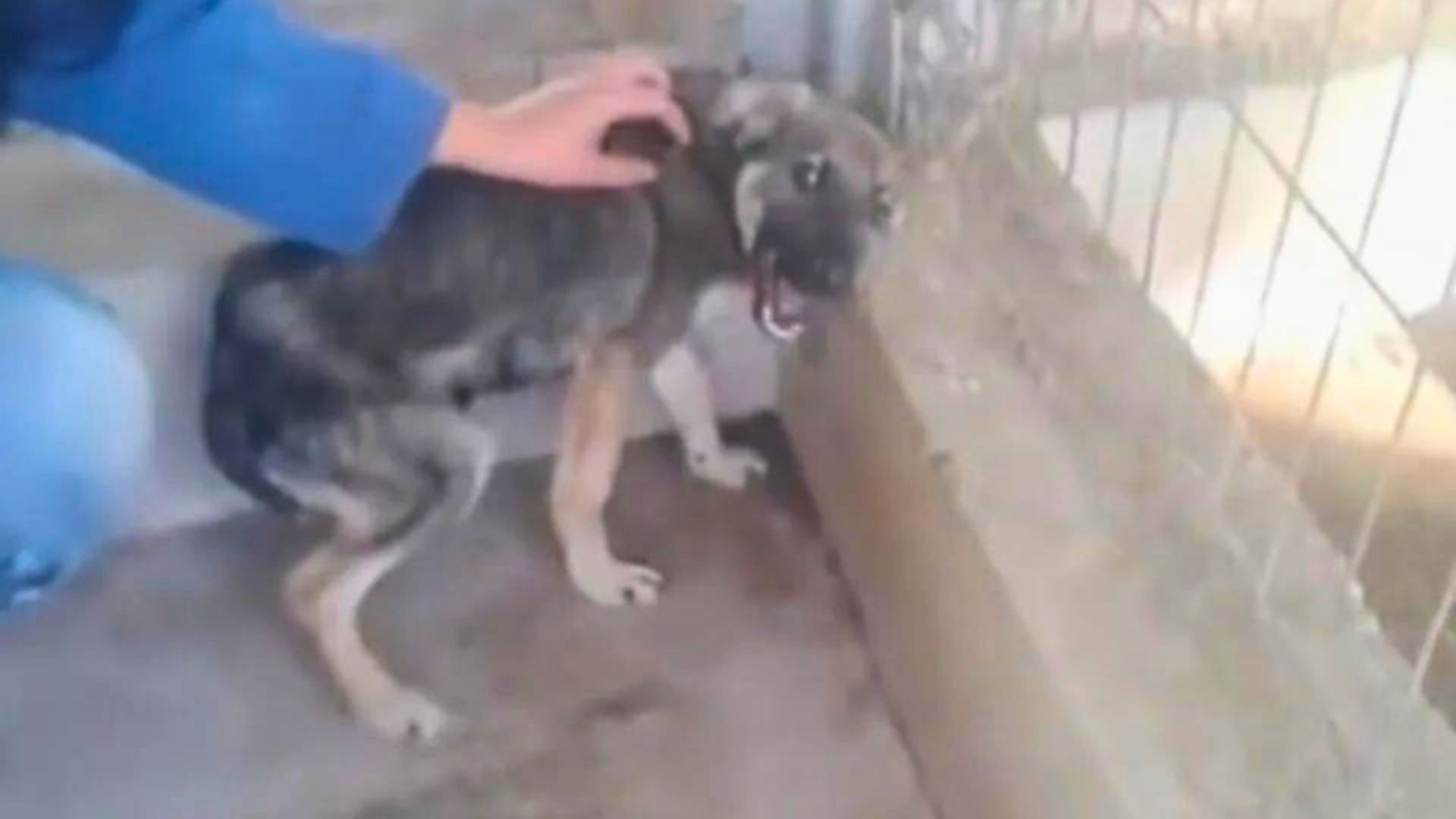 dog screams and cries whenever someone touches him