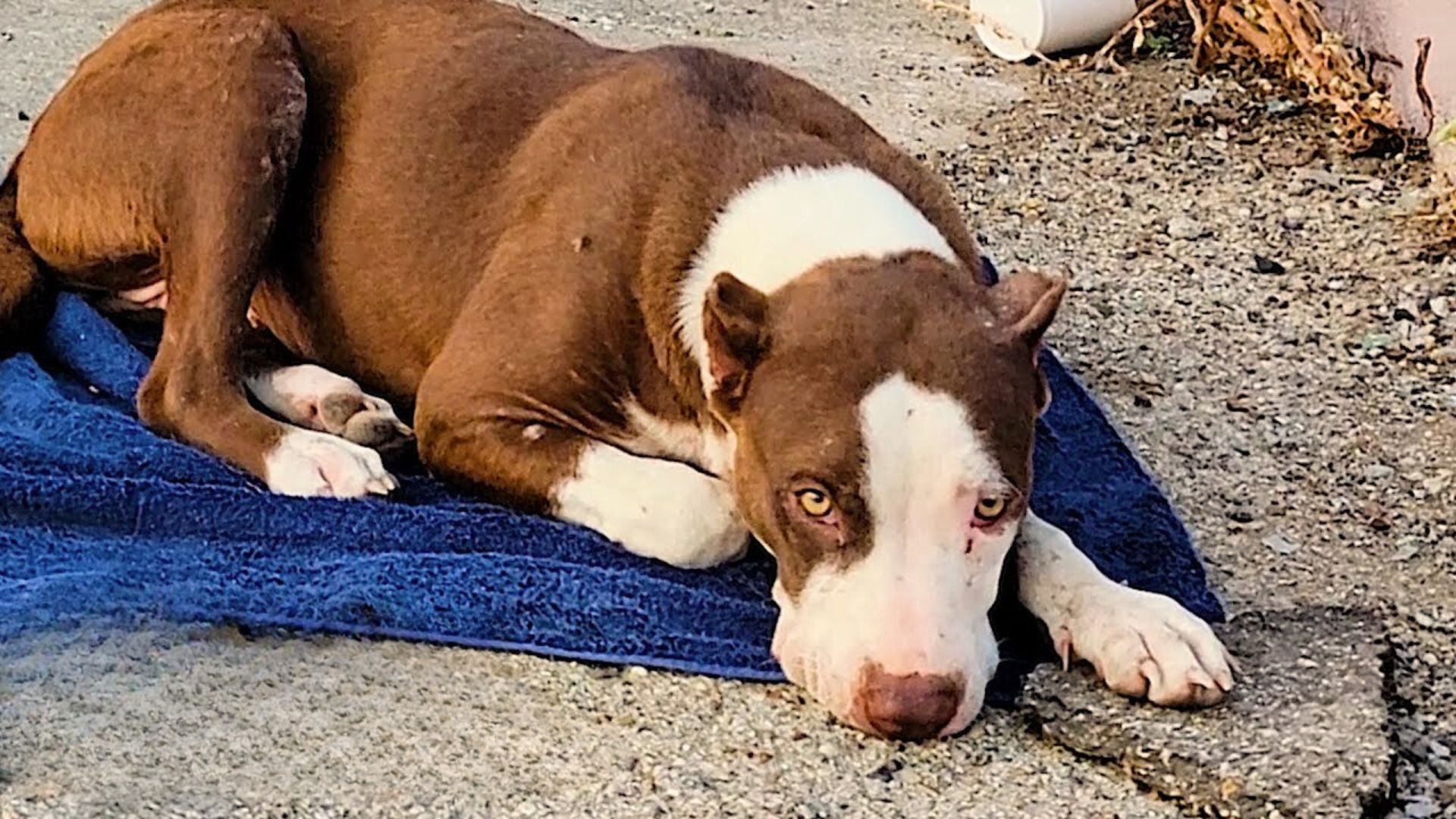 Abused Pittie Girl Dumped With Only Her Bed Gets A Second Chance At Life