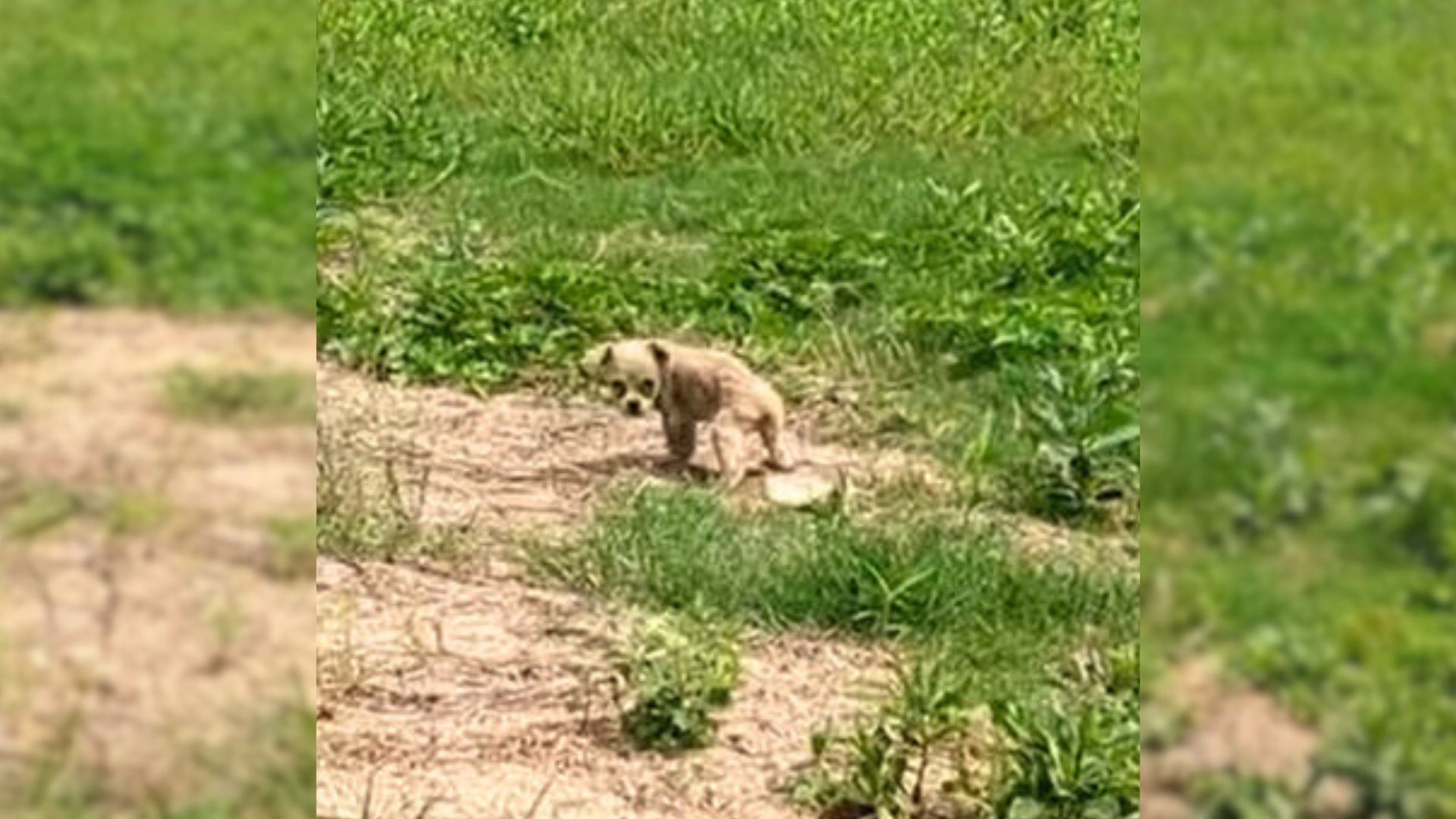 starving puppy